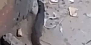 شئون البيئة بالفيوم تحسم الجدل: الحيوان المتداول في الصور هو النمس المصري ولا يشكل خطرًا - وكالة البوصلة الإخبارية