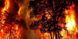 حرائق الغابات تجبر نحو 270 ألف شخص على الإجلاء في فرنسا وإسبانيا - وكالة البوصلة الإخبارية