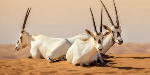5 اعترافات دولية تضع المحميات السعودية على قوائم التراث العالمي - وكالة البوصلة الإخبارية