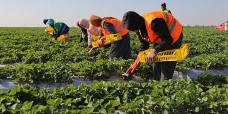 استصلاح 4.5 مليون فدان.. كيف غيّر جهاز مستقبل مصر خريطة الزراعة المصرية؟ - وكالة البوصلة الإخبارية