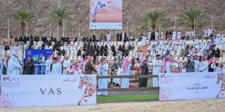 تصنيف بطولة حائل الدولية لجمال الخيل العربية الأصيلة - وكالة البوصلة الإخبارية