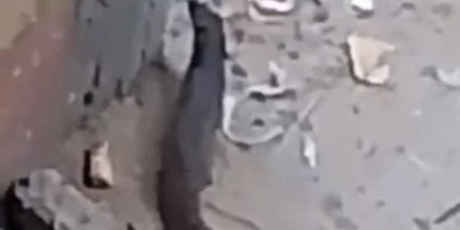 شئون البيئة بالفيوم تحسم الجدل: الحيوان المتداول في الصور هو النمس المصري ولا يشكل خطرًا - وكالة البوصلة الإخبارية
