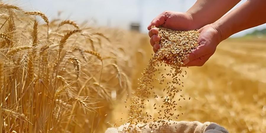 صرف 199 مليون ريال مستحقات الدفعة الأولى لمزارعي القمح المحلي - وكالة البوصلة الإخبارية