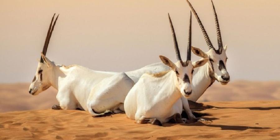 5 اعترافات دولية تضع المحميات السعودية على قوائم التراث العالمي - وكالة البوصلة الإخبارية