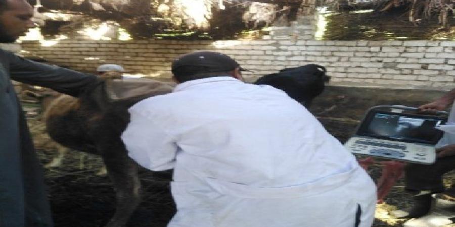 بيطري الأقصر تواصل تطوير الثروة الحيوانية بالتلقيح الاصطناعي وتحسين السلالات - وكالة البوصلة الإخبارية