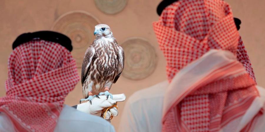 من الرياض إلى العالم.. انطلاق أكبر مزاد دولي للصقور في ملهم - وكالة البوصلة الإخبارية