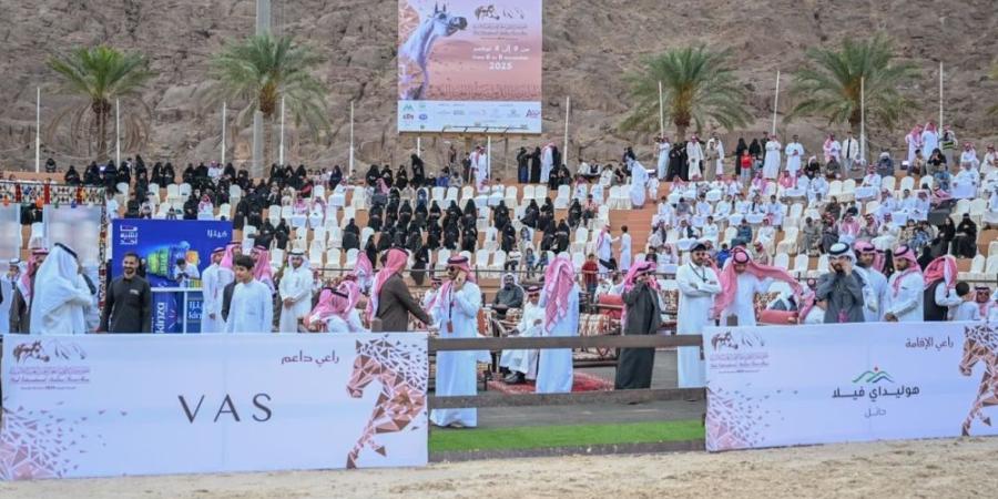 تصنيف بطولة حائل الدولية لجمال الخيل العربية الأصيلة - وكالة البوصلة الإخبارية