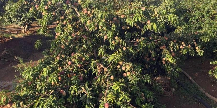 ذروة الصيف ونضج الثمار.. ماذا نعرف عن موسم "الكليبين"؟ - وكالة البوصلة الإخبارية