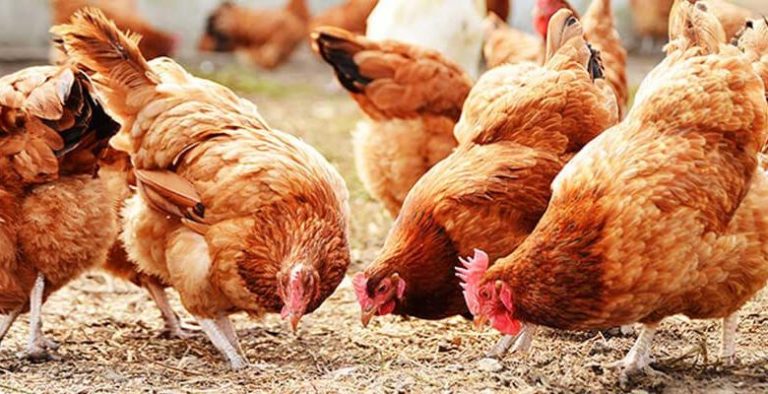 اشتري وخزني من دلوقتي قبل الزيادة! .. أسعار بورصة الدواجن اليوم بتاريخ 26 اكتوبر 2025