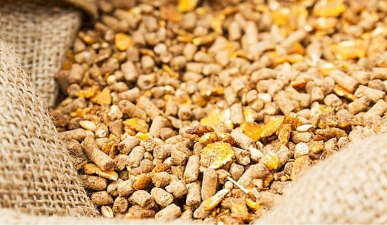 تحليل أسعار الأعلاف والخامات المستوردة اليوم الأحد 22 فبراير 2026