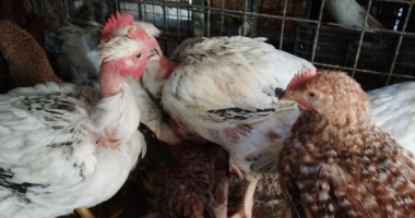 أسعار الدواجن في أسواق الأقصر اليوم السبت مع تسجيل الفراخ البلدي بسعر 135 جنيها