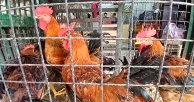 أسعار الدواجن في أسواق ومحلات الأقصر الأحد 22 مارس 2026