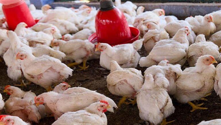 تراجع أسعار الدواجن البيضاء في بورصة اليوم الثلاثاء 17 مارس 2026