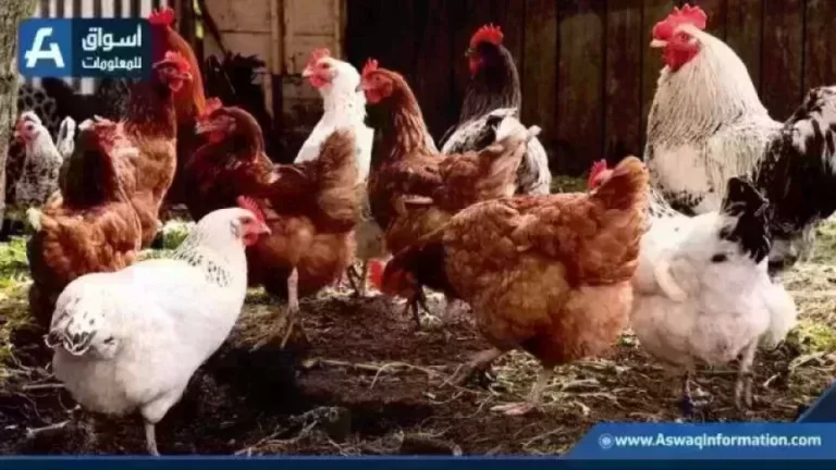 أسعار الدواجن والفراخ البيضاء اليوم الأحد في المزرعة