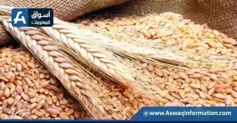 أسعار القمح اليوم الأحد لدى التجار والطن الروسي كم تكلف