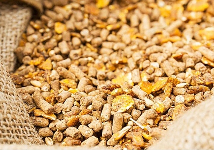 تراجع أسعار بذور الصويا بمقدار 1000 جنيه للطن في السوق المصرية