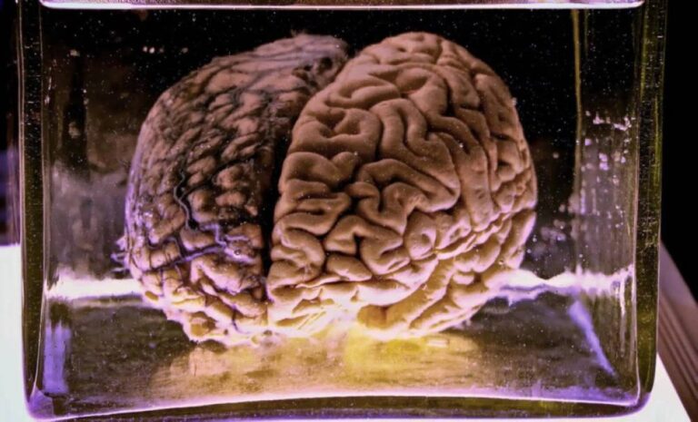 اكتشاف علمي مذهل يتيح للدماغ العودة للحياة بعد تجمده عند 150 درجة تحت الصفر
