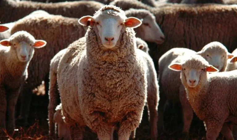 تحويل صوف الأغنام إلى محفزات ضوئية مبتكرة لتنقية المياه والهواء