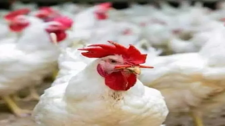 ارتفاع أسعار الفراخ البيضاء إلى 120 جنيه يثير صدمة بين المواطنين