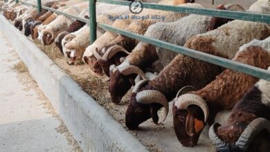 أسعار الأضاحي في السعودية 2026