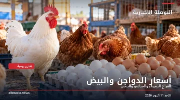 دجاج أبيض وبلدي وبيض في مزرعة – أسعار الدواجن والبيض اليوم في مصر