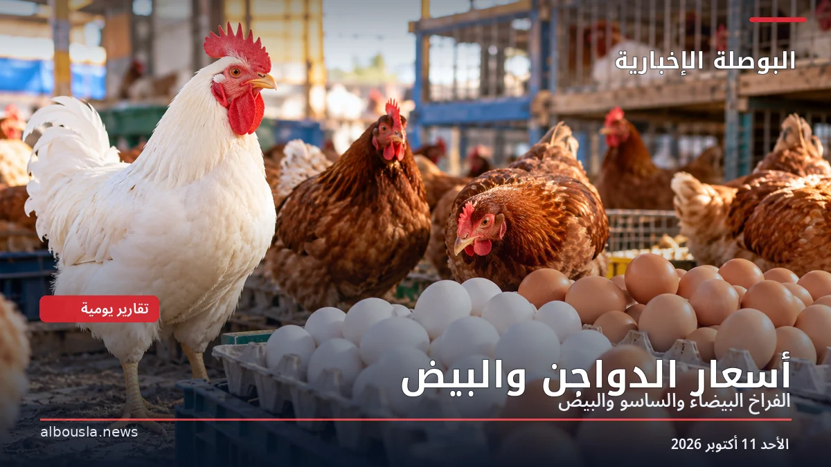 أسعار الدواجن والبيض اليوم الأحد 11 أكتوبر 2026.. البيضاء والساسو وكرتونة البيض