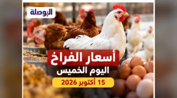 صورة توضيحية عن أسعار الدواجن الخميس 15 أكتوبر 2026