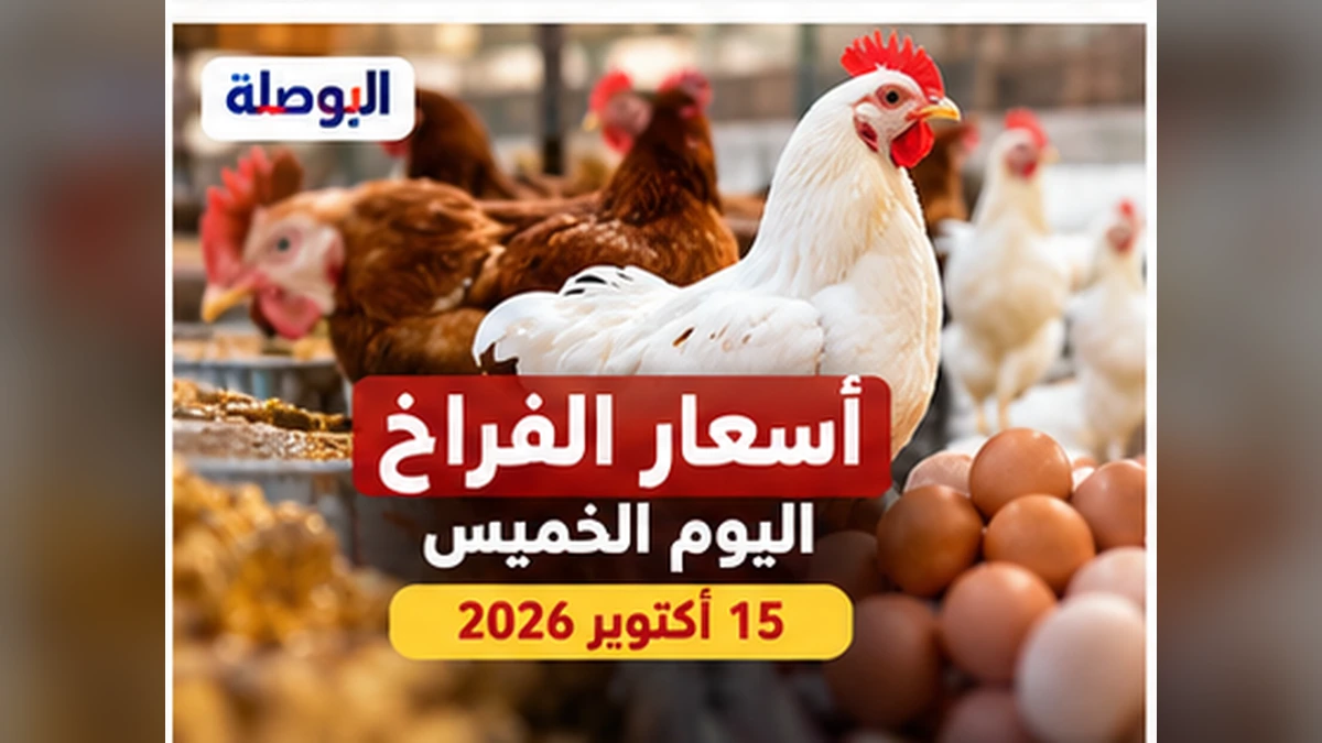 أسعار الفراخ الخميس 15 أكتوبر 2026.. آخر أسعار معلنة مساء الأربعاء