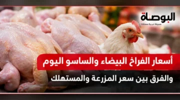 صورة دواجن تعبيرية عن سعر الفراخ البيضاء والساسو في المزرعة والمحلات
