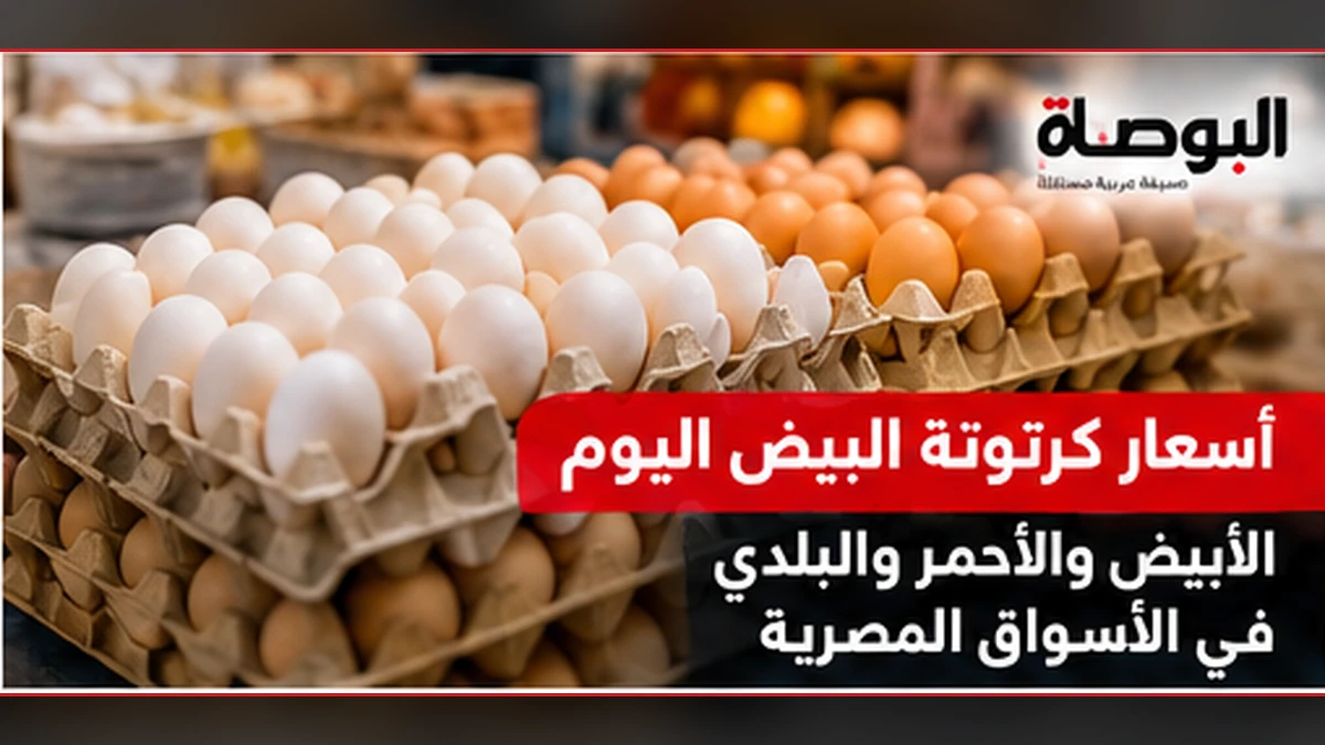 أسعار كرتونة البيض الأبيض والأحمر والبلدي.. حساب تكلفة 10 و30 بيضة