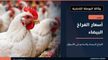 أسعار الفراخ البيضاء والساسو في المزرعة والأسواق