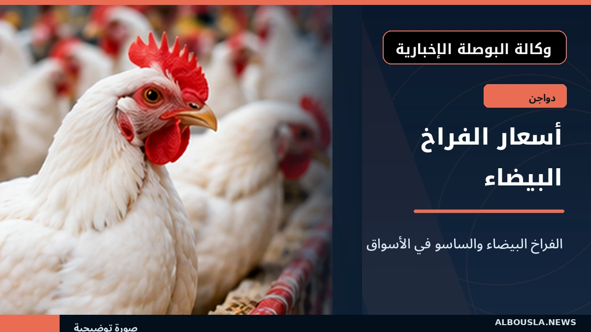 الفراخ البيضاء والساسو في رصد 21 أكتوبر.. أسعار المزرعة والمستهلك بالتفصيل