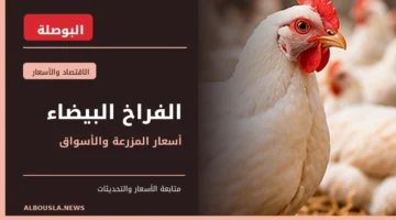 أسعار الفراخ البيضاء والدواجن في مصر - صورة لدجاج في المزرعة - البوصلة