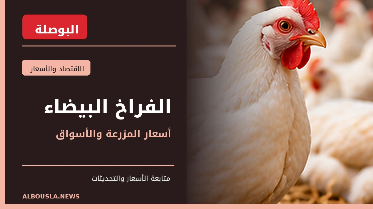 الفراخ البيضاء في رصد 20 أكتوبر.. 73 إلى 73.5 جنيه بالمزرعة و90 إلى 95 للمستهلك