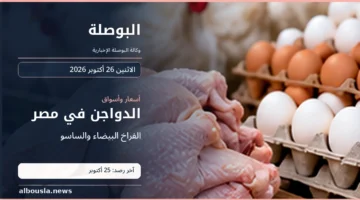 فراخ بيضاء ودواجن في صورة توضيحية لأسعار الفراخ البيضاء والساسو في مصر