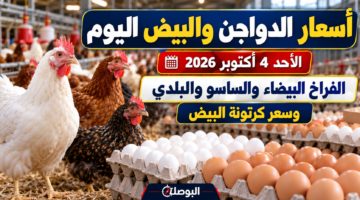 أسعار الدواجن والبيض اليوم الأحد 4 أكتوبر 2026 والفراخ البيضاء والساسو والبلدي وكرتونة البيض