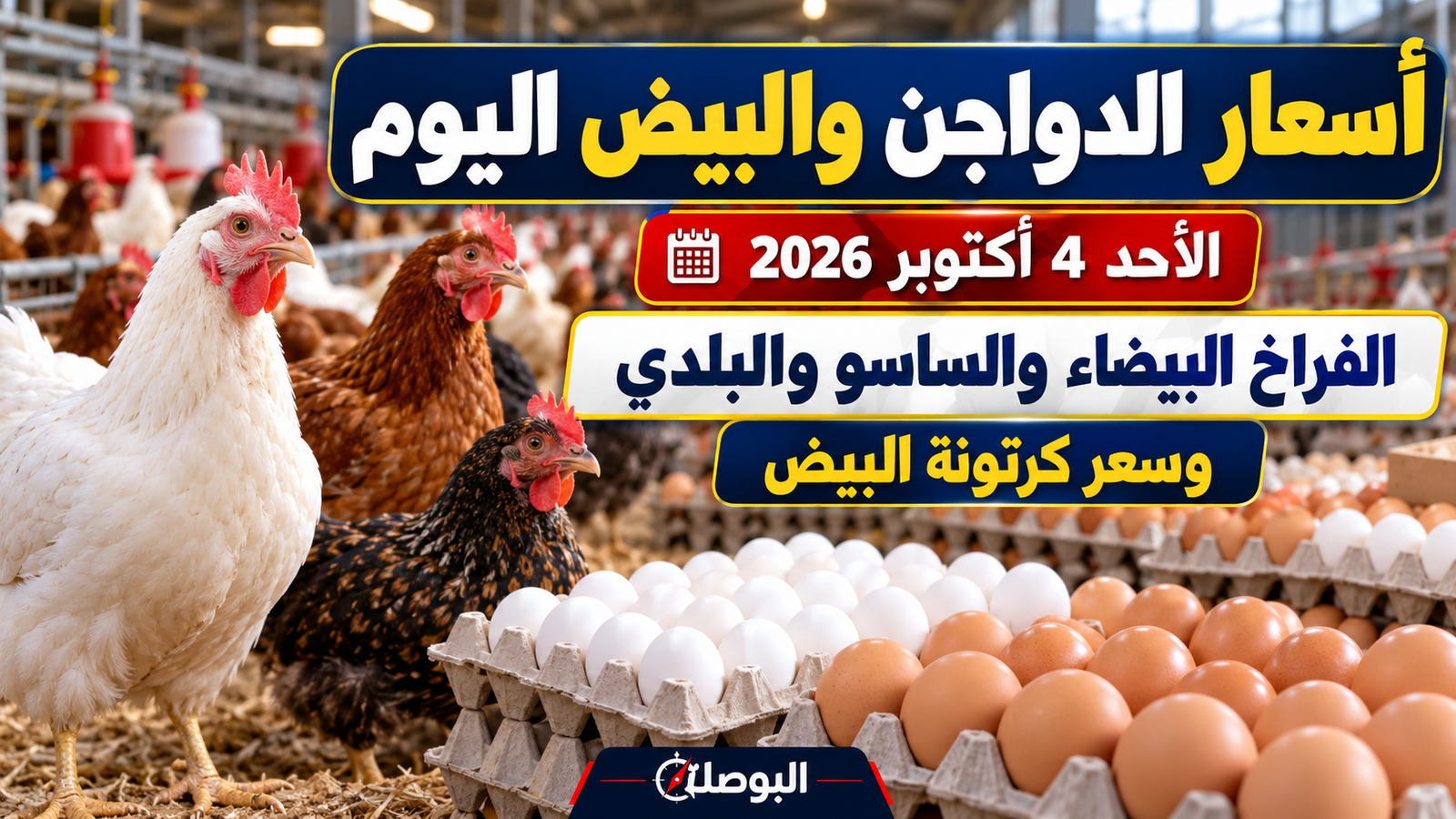 أسعار الدواجن والبيض اليوم الأحد 4 أكتوبر 2026.. آخر سعر للفراخ البيضاء والساسو وكرتونة البيض