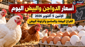 أسعار الدواجن والبيض اليوم الاثنين 5 أكتوبر 2026 والفراخ البيضاء والساسو وكرتونة البيض